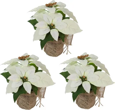 Produktbild von Bambelaa! Weihnachtsstern weiß 3 Stück
