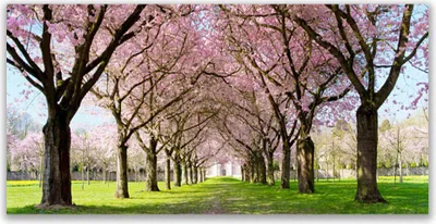 Produktbild von Tulup Leinwand-Bilder 140x70 Wandbild Canvas Kunstdruck Fußpfad Bäume Natur