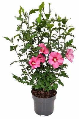 Produktbild von Garten-Eibisch Woodbridge 60-80 cm, im Topf - Hibiscus syriacus