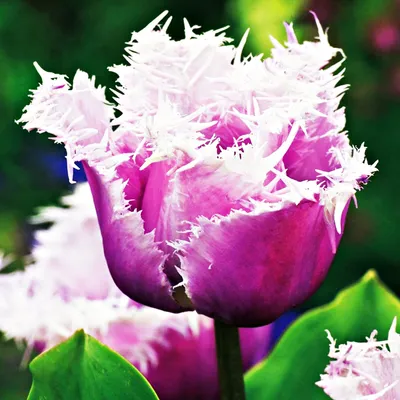 Immagine prodotto di Tulipani Bulbi Fiori Tulipani sfrangiati Cummins 5 pz.