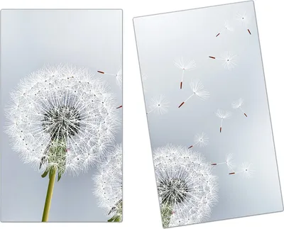 Produktbild von Spritzschutz Herdabdeckplatte Schneidebrett aus Glas Stielvoller Löwenzahn 2-Teilig (60x52cm)