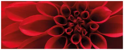 Produktbild von Wallario Wandbild aus Acryl, 125 x 50 cm, freischwebende Optik - Rote Dahlienblüte in Nahaufnahme