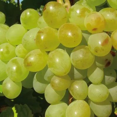 Zdjęcie produktu dla Winorośl A 1704 bezpestkowa 2L