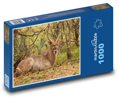 Obrázok produktu pre Puzzle 1000 Safari v divočine - martinpuzzle
