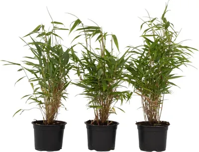 Image de Bambou non-traçant - Set de 3 - Fargesia rufa - Hauteur 25-40cm - ⌀13cm