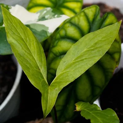 Obrázek produktu pro Cyrtosperma (Cyrtosperma hambalii) – 1 vyklíčené semeno