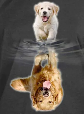 Produktbild von Artelo Diamond Painting Set Hunde 5D Mosaik Spiegelbild 30x40cm