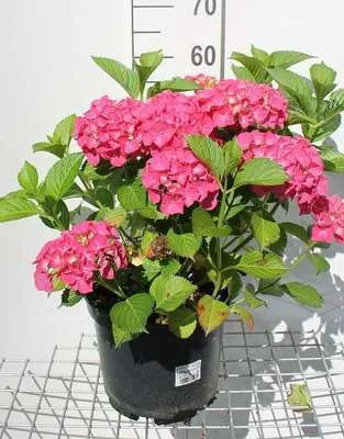 Image de Hydrangea macr. red/rouge - Hydrangea 40- 60 cm Conteneur