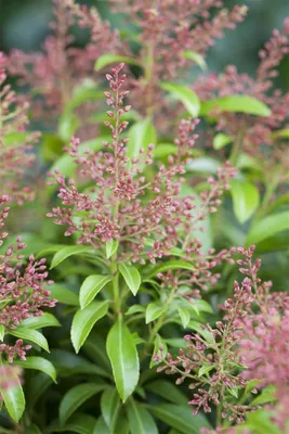 Produktbild von Pieris japonica 'Valley Valentine', Japanische Lavendelheide, ca. 10 cm Topf