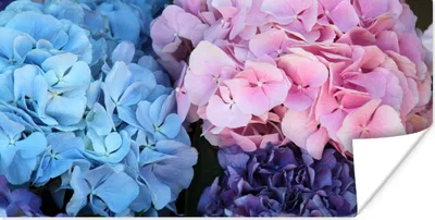 Produktbild von MuchoWow® Poster Blumen - Strauch - Hortensie - Botanisch 40x20 cm - Poster für die Wand - Poster Schlafzimmer