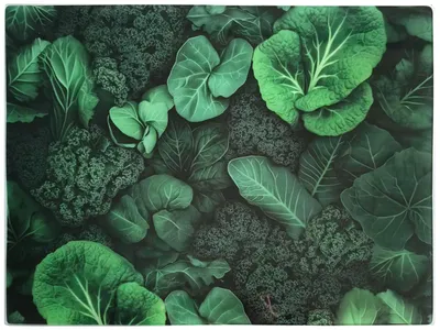Imagen del producto de Aria, tabla de cortar de vidrio, 40x30 cm, diseño "Salata"