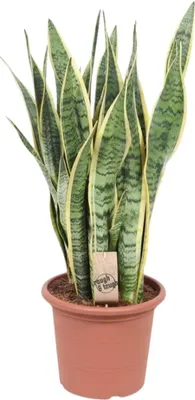 Obrázok produktu pre Sansevieria Laurentii Ø25 cm, 85 cm, švagrová, izbová rastlina