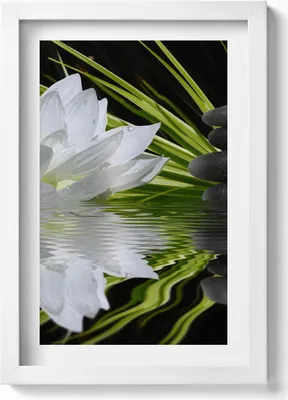 Produktbild von Seerose und Blätter– Wandbild mit Rahmen – Gerahmtes Bild  – Wanddekoration – 20x30 cm – Weiß