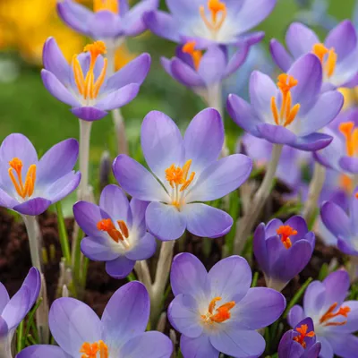 Zdjęcie produktu dla Crocus Scepusiensis - Krokus Wiosenny Spiski 10 szt. Krokusy Cebulki