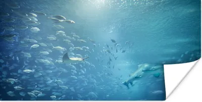 Produktbild von MuchoWow® Poster Ein großes Aquarium mit Tieren aus dem Mittelmeer. 160x80 cm - Foto Poster