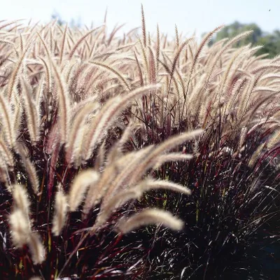 Produktbild von 4 Pflanzen Rotes Lampenputzergras 'Rubrum', Pennisetum advena, 2 L Topf