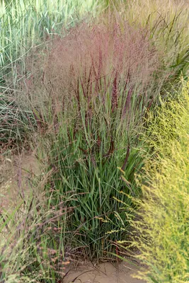 Produktbild von Stauden Gänge 1 x Panicum virgatum 'Sangria' im 1 Liter Topf - Rote Rutenhirse - Farbenprächtige Rutenhirse mit rotem Sommerglanz und Herbstfärbung