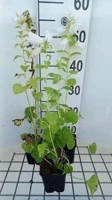 Produktbild von 6 x  Campanula latifolia 'Macrantha Alba' - Bergminze - Topf 9 x 9 cm
