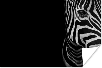 Produktbild von MuchoWow® Poster Tiere - Zebra - Schwarz - Weiß 60x40 cm - Schlafzimmerdekoration