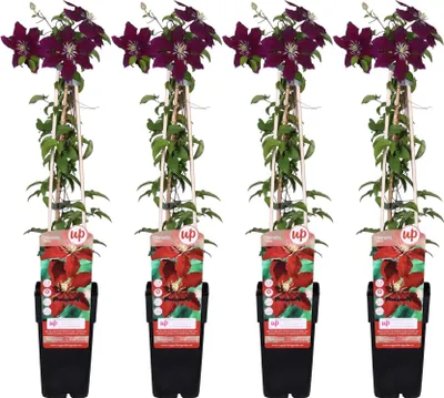 Obrázek produktu pro Plaménka - Clematis Niobe - 4 rostliny - mrazuvzdorná popínavá rostlina s jasne