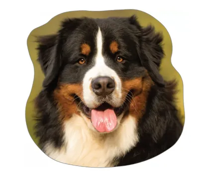 Image de Coussin décoratif - Bouvier bernois