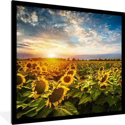 Produktbild von MuchoWow® Gerahmtes Poster Blumen - Sonnenblume - Himmel 40x40 cm - Poster mit Schwarzem Bilderrahmen Wandposter Rahmen Foto Bilder - Mit Rahmen - Wanddekoration Schlafzimmer