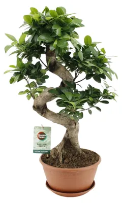 Image de Ficus Ginseng - 50-60cm - Ø22cm - Plante d'intérieur - Vert persistant