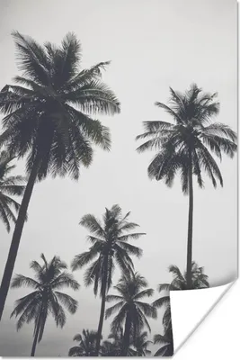 Produktbild von MuchoWow® Poster Palme - Tropisch - Natur 40x60 cm - Plakate für die Wand - Poster Babyzimmer