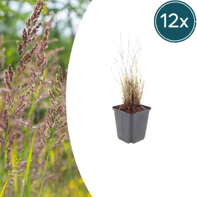Zdjęcie produktu dla Calamagrostis brachytricha | 12 sztuk - 10-25cm - Ø9cm - Roślina ogrodowa