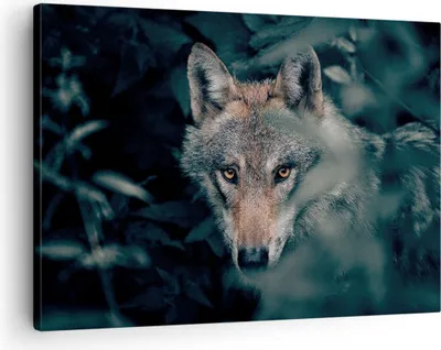 Produktbild von Bild auf Leinwand - Leinwandbild - Einteilig - Wolf Wald Raubtier - 70x50cm - Wand Bild - Wanddeko - Wandbilder - Leinwanddruck - Bilder - Wanddekoration - Leinwand bilder - Wandbild - AA70x50-5053