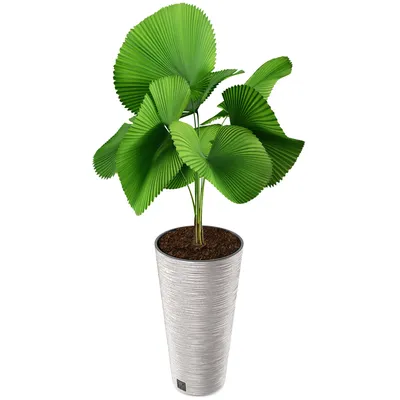 Produktbild von Annastore Pflanzsäule, 33% Holzanteil, H 57.5 cm - Ø 30 cm, wetterfest, inkl. Innentopf