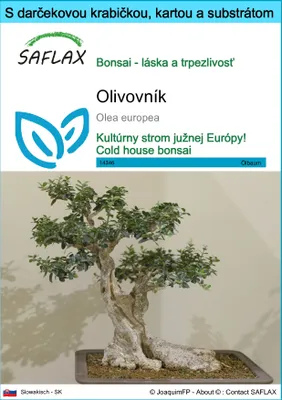 Obrázok produktu pre SAFLAX Darčeková sada - olivovník - Olea europea - 20 Semená - S darčekovou krabičkou, prepravným štítkom, darčekovou kartou a pestovateľským médiom