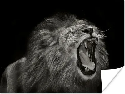 Produktbild von MuchoWow® Poster Löwe - Wild - Jagd 160x120 cm - Foto Plakat