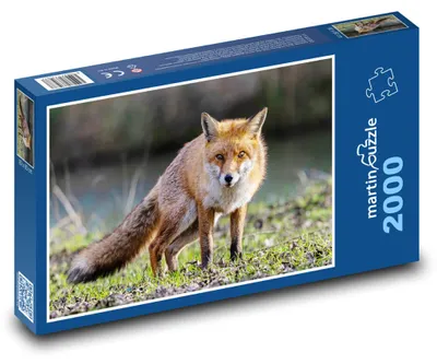 Obrázek produktu pro martinpuzzle - Puzzle 2000 - Liška