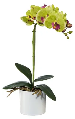 Produktbild von Kunstblume PHALAENOPSIS (Orchidee) im KERAMIKTOPF. Ca 40cm. GRÜN-ROT