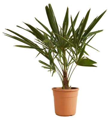 Immagine prodotto di Trachycarpus fortunei, palma di Hanf, palma, altezza 70-80 cm, vaso da 24 cm