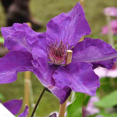 Produktbild von 2 x  Waldrebe  - Clematis 'The President'  | 50-60 cm in Container