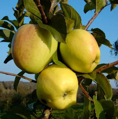 Three yellow apples are growing on a tree branch with green leaves.