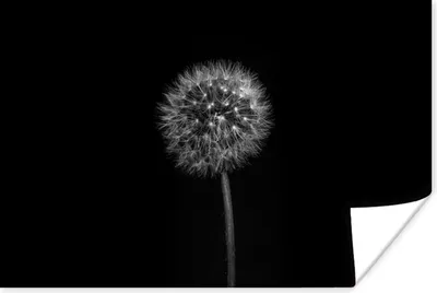 Produktbild von MuchoWow® Poster Löwenzahn - Schwarz - Floral - Botanisch 180x120 cm - Fotoplakat