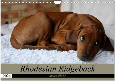 Produktbild von Rhodesian Ridgeback Augen-Blicke (Wandkalender 2026 DIN A4 quer), CALVENDO Monatskalender
