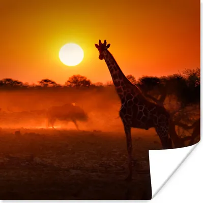 Produktbild von MuchoWow® Poster Giraffe - Sonne - Savanne 50x50 cm - Wohnzimmerdekoration