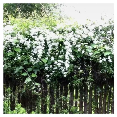 Produktbild von Clematis in Weiß, gefärbte großblühende Kletterpflanze, winterhart im Topf
