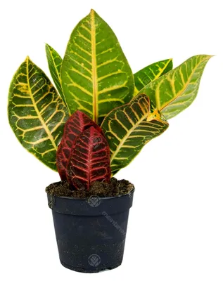 Produktbild von Codiaeum Variegatum Petra Kroton Zimmerpflanze im 13 cm Topf