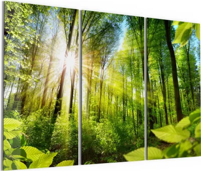 Produktbild von DEQORI Glasbild Echtglas 3x50x100 cm 'Licht durchdringt Bäume' Wandbilder XXL groß