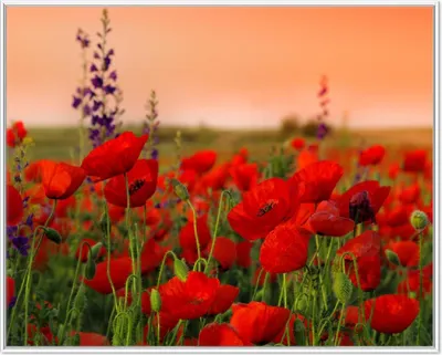 Produktbild von Wallario Wandbild Mohnblumen auf dem Feld, Größe: 40,30 x 50,30 cm, Poster mit weißem Aluminiumrahmen
