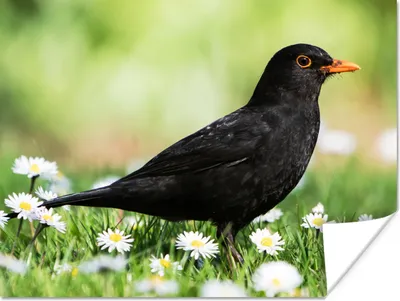 Produktbild von MuchoWow® Poster Vogel - Amsel - Blumen 80x60 cm - Kunst für zu Hause