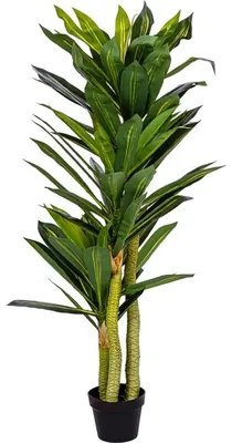 Obrázek produktu pro PLANTASIA Umělý strom Dracaena 120 cm, 81 listů