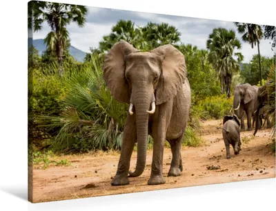 Produktbild von Calvendo Textil-Leinwand 90 cm x 60 cm quer Abenteuer Sambia: Elefant mit Jungtier im Lower Zambezi National Park, & Stefanie Krüger Carsten; 7453188