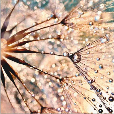 Produktbild von ARTland Wandbild Alu für Innen & Outdoor Pusteblume - Kisses from rain Größe: 30x30 cm