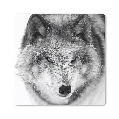 Produktbild von MuchoWow® Mauspad Mousepad Wolf mit verschneitem Kopf in schwarz-weiß 20x20 cm - Mousepads - Maus Mat - Pad - Mausunterlage - Desk Mat - Bureauartikeln